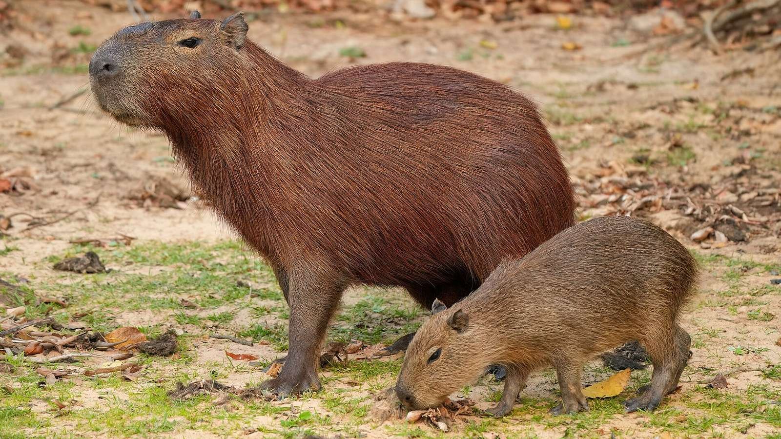 Capybara photo illustrating: Why Do Capybaras Like Oranges? (Explained)